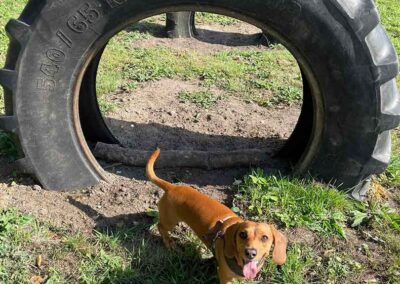 Oak Paddock Upton BH16 5NB - Secure dog walking field to hire