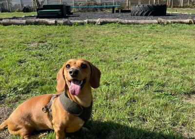 Oak Paddock Upton BH16 5NB - Secure dog walking field to hire