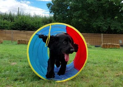 Oak Paddock Upton BH16 5NB - Secure dog walking field to hire