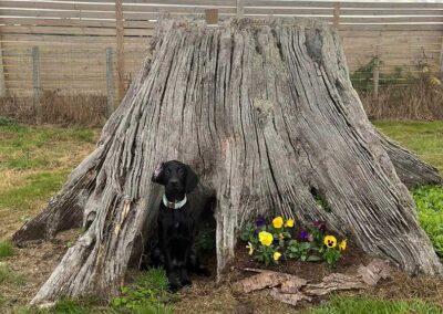 Oak Paddock Upton BH16 5NB - Secure dog walking field to hire
