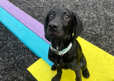 Oak Paddock Upton BH16 5NB - Secure dog walking field to hire