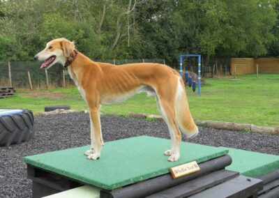 Oak Paddock Upton BH16 5NB - Secure dog walking field to hire