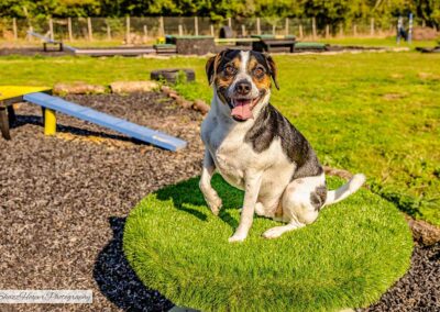 Oak Paddock Upton BH16 5NB - Secure dog walking field to hire