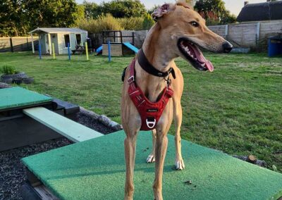 Oak Paddock Upton BH16 5NB - Secure dog walking field to hire