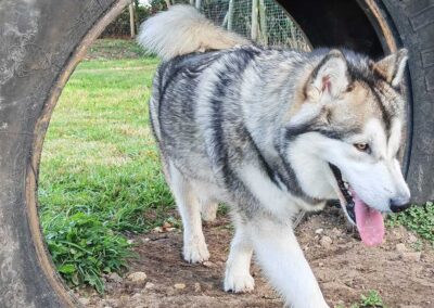 Oak Paddock Upton BH16 5NB - Secure dog walking field to hire