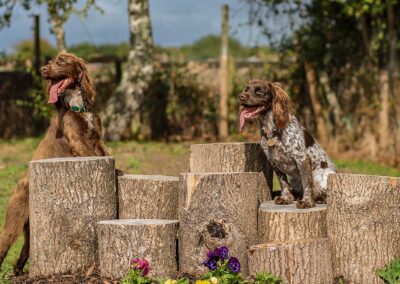 Oak Paddock Upton BH16 5NB - Secure dog walking field to hire