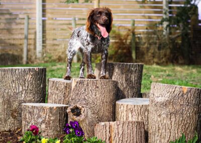 Oak Paddock Upton BH16 5NB - Secure dog walking field to hire