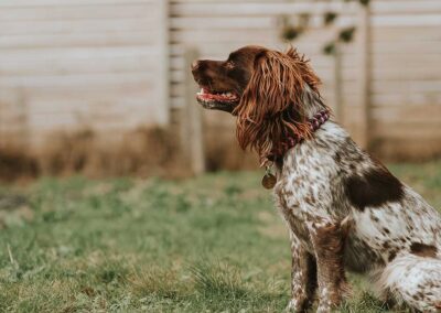 Oak Paddock Upton BH16 5NB - Secure dog walking field to hire