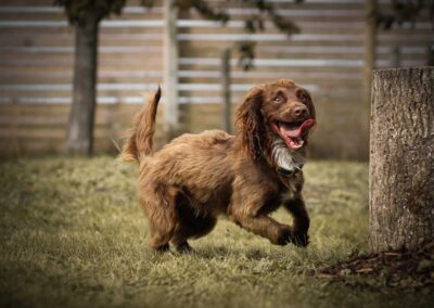 Oak Paddock Upton BH16 5NB - Secure dog walking field to hire