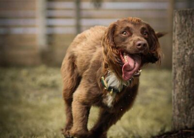 Oak Paddock Upton BH16 5NB - Secure dog walking field to hire