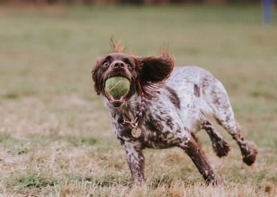 Oak Paddock Upton BH16 5NB - Secure dog walking field to hire