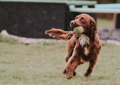 Oak Paddock Upton BH16 5NB - Secure dog walking field to hire