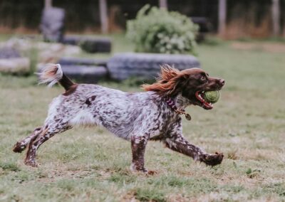 Oak Paddock Upton BH16 5NB - Secure dog walking field to hire