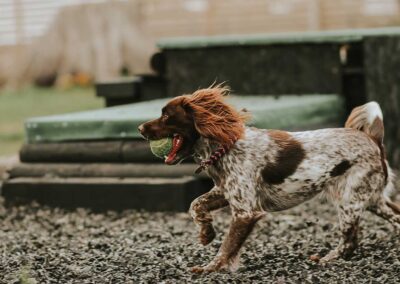 Oak Paddock Upton BH16 5NB - Secure dog walking field to hire