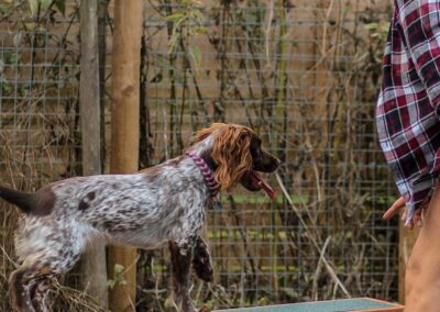 Oak Paddock Upton BH16 5NB - Secure dog walking field to hire