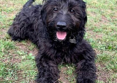 Oak Paddock Upton BH16 5NB - Secure dog walking field to hire