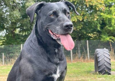 Oak Paddock Upton BH16 5NB - Secure dog walking field to hire