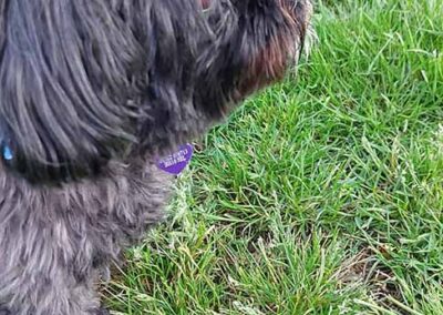 Oak Paddock Upton BH16 5NB - Secure dog walking field to hire