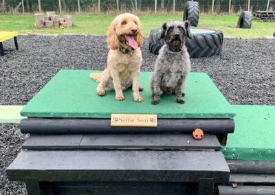Oak Paddock Upton BH16 5NB - Secure dog walking field to hire