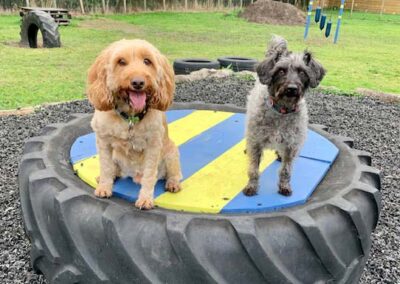 Oak Paddock Upton BH16 5NB - Secure dog walking field to hire