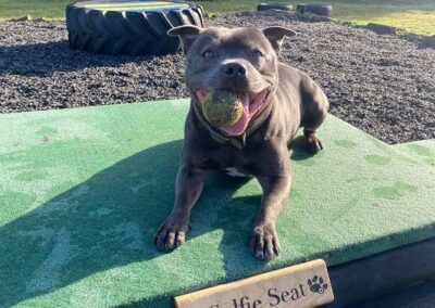 Oak Paddock Upton BH16 5NB - Secure dog walking field to hire