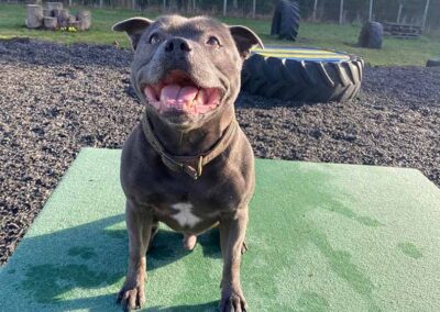 Oak Paddock Upton BH16 5NB - Secure dog walking field to hire