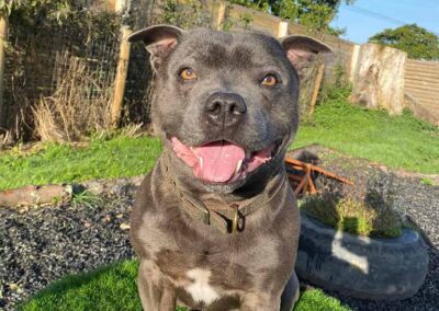 Oak Paddock Upton BH16 5NB - Secure dog walking field to hire