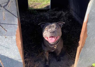 Oak Paddock Upton BH16 5NB - Secure dog walking field to hire