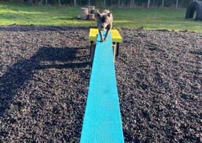 Oak Paddock Upton BH16 5NB - Secure dog walking field to hire