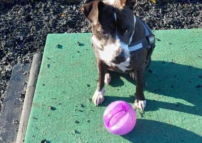 Oak Paddock Upton BH16 5NB - Secure dog walking field to hire