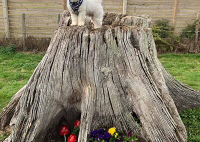 Oak Paddock Upton BH16 5NB - Secure dog walking field to hire