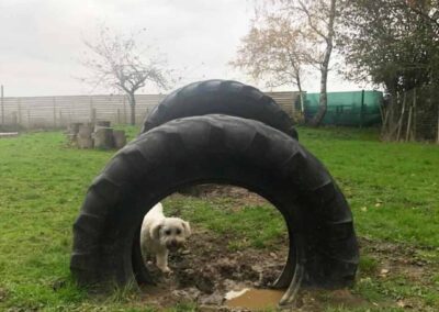 Oak Paddock Upton BH16 5NB - Secure dog walking field to hire