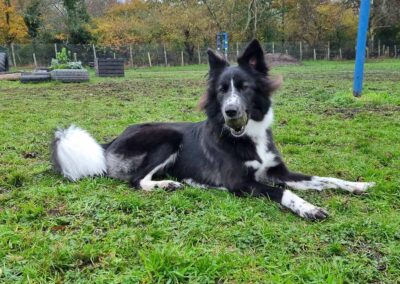 Oak Paddock Upton BH16 5NB - Secure dog walking field to hire