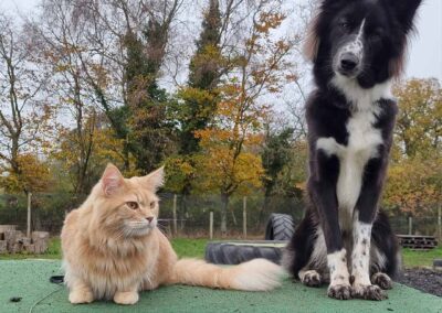 Oak Paddock Upton BH16 5NB - Secure dog walking field to hire