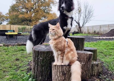Oak Paddock Upton BH16 5NB - Secure dog walking field to hire
