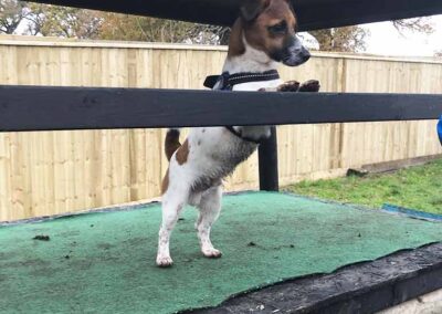Oak Paddock Upton BH16 5NB - Secure dog walking field to hire