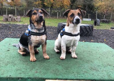 Oak Paddock Upton BH16 5NB - Secure dog walking field to hire