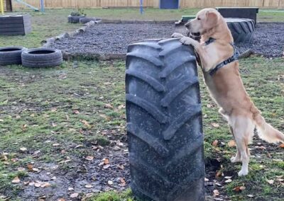 Oak Paddock Upton BH16 5NB - Secure dog walking field to hire