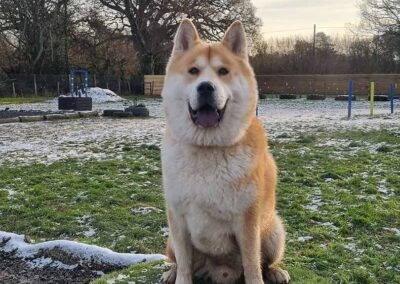 Oak Paddock Upton BH16 5NB - Secure dog walking field to hire