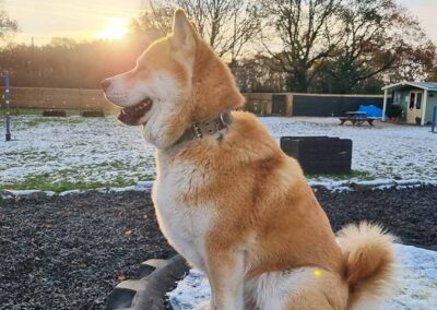 Oak Paddock Upton BH16 5NB - Secure dog walking field to hire