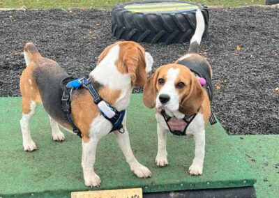 Oak Paddock Upton BH16 5NB - Secure dog walking field to hire