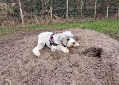Dog Walking Field - Oak Paddock Upton Poole Dorset