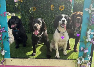 Oak Paddock - award winning secure dog field in Upton, Poole, Dorset.