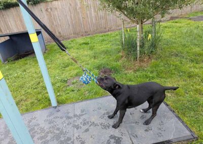 Oak Paddock - award winning secure dog field in Upton, Poole, Dorset.