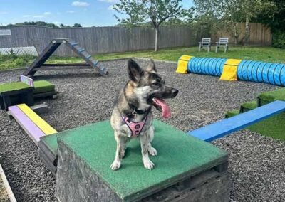 Oak Paddock - award winning secure dog field in Upton, Poole, Dorset.