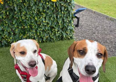 Oak Paddock - award winning secure dog field in Upton, Poole, Dorset.