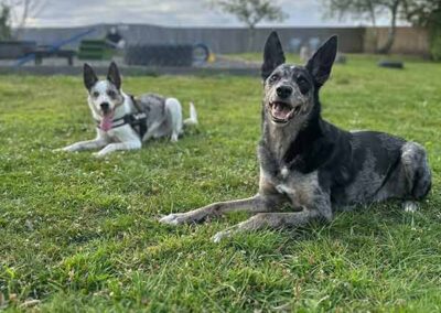 Oak Paddock - award winning secure dog field in Upton, Poole, Dorset.