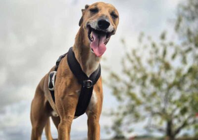 Oak Paddock - award winning secure dog field in Upton, Poole, Dorset.