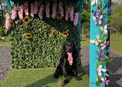 Oak Paddock - award winning secure dog field in Upton, Poole, Dorset.