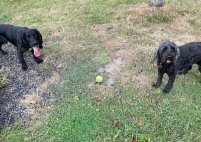 Oak Paddock - award winning secure dog field in Upton, Poole, Dorset.